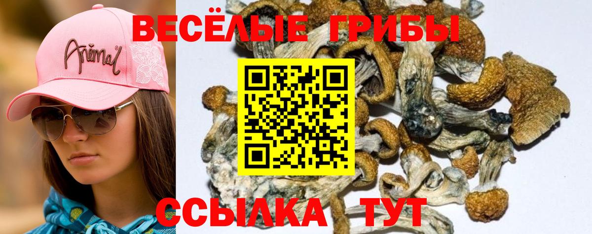 Галлюциногенные грибы Psilocybe  Вход с VPN  Менделеевск 
